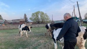 В первый раз ВЕДЕМ КОРОВ В СТАДО!