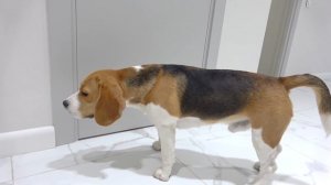 ОДИН  ДОМА. ШЕРЛОК  СЪЕЛ ВЕСЬ ХОЛОДИЛЬНИК. БРОС ШОУ ПЕТ