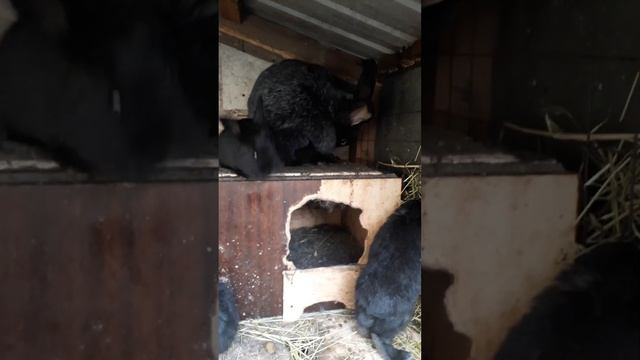 Кролиководство.Обзор породы Полтавское серебро (первая часть)