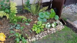 Отсыпала сосновый хвойный опад в теневой цветник слоем 15 сантиметров! Сентябрь 2023