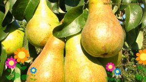 Груша колоновидная. Краткий обзор, описание характеристик, где купить саженцы pyrus communis Г-5