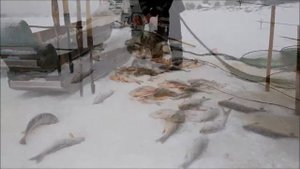 Зимняя Рыбалка / Кышик // ХМАО /// 2018.