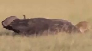 Гиена отгрызла яйца буйволу