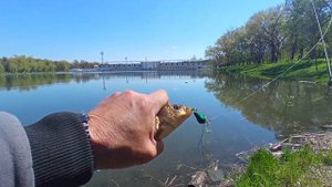 Караси на воблер? Да ладно)))