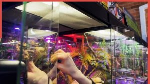 5 ПРИЧИН НЕ ЗАВОДИТЬ РЕСНИТЧАТОГО БАНАНОЕДА | ЧЕМ ОН ПЛОХ?