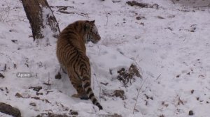 В Приморье тигр вышел к жилью и унёс собаку