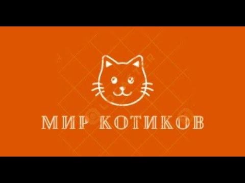 Видеопоздравление с Днём Защитника Отечества