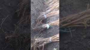прикопка саженцев малины на зиму