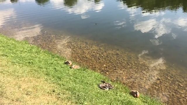 [замедленная съемка] Огарь и утята (Екатерининский парк, Москва) смотреть онлайн