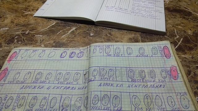 Томаты для теплицы. Как выбрать схему посадки томатов в теплице?
