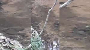 Форель в горных реках КБР