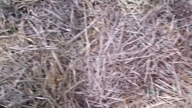 Выращивание картофеля из семян / Урожай картофеля из семян / Результат первого года смотреть онлайн