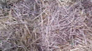 Выращивание картофеля из семян / Урожай картофеля из семян / Результат первого года