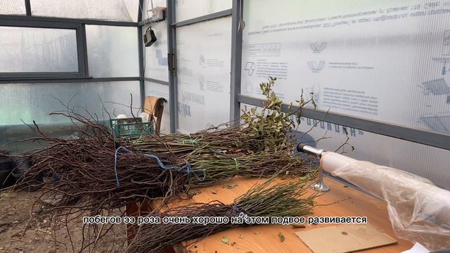 ПОДВОЙ ШИПОВНИКА / что нужно знать / основные характеристики /ситуация на рынке подвоя шиповника