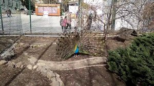 Как павлин поёт