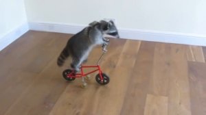 Топ 10 Самых смешных приколов с ЕНОТАМИ