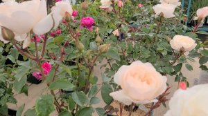 Rosa David Austin™ Desdemona™// Fabulous,❤️Easy to Grow, FRAGRANT Rose!