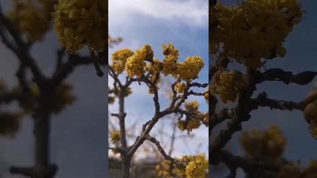 Кизил цветёт в Судаке