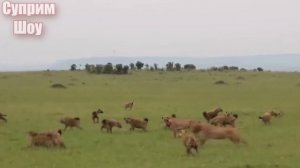 Как ГИЕНЫ Стаей Уничтожают ЛЬВОВ! Гиены в ДЕЛЕ