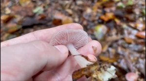 Rosa Rettichhelmling - Mycena rosea