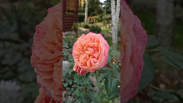 Роза Мэри Энн осенью.2 октября 2022. смотреть онлайн