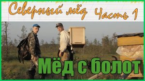 Северный мёд. Первая попытка получить болотный мёд с клюквы и морошки.