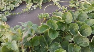 Клубника с фруктовым вку.сом, Лидер по урожайности, сорт Французской селекции, МАРИГЕТ!