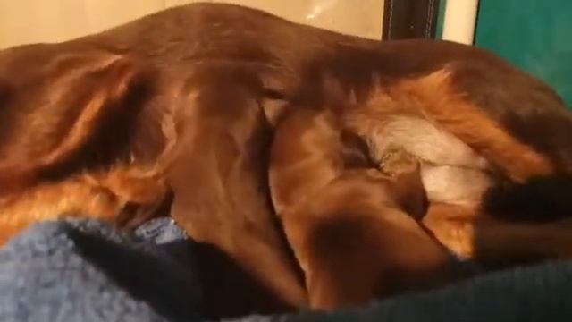 Пепси и щенки. Пти брабансон окрас шоколадный.