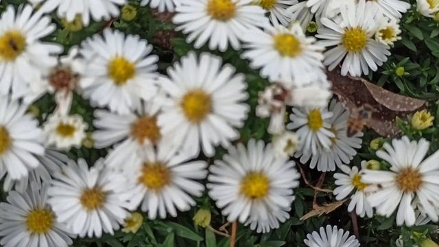 Белые АСТРЫ (Сентябринки) октябрь 2023 смотреть онлайн