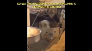 Собака танцует в коробке😂😂😂