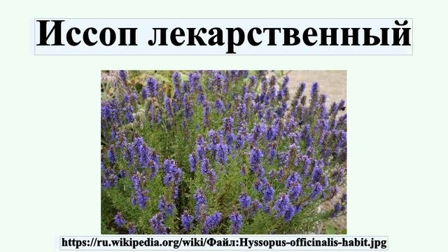 Иссоп лекарственный