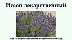 Иссоп лекарственный