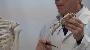 Кости верхней конечности 1