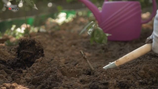 1 Ложка ЭТОГО в ОКТЯБРЕ Заменит 100 Удобрений! Осенью сыпать под все растения и не только... смотреть онлайн