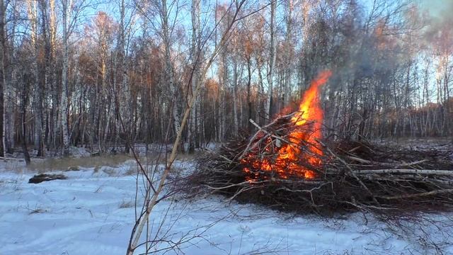 #Бажениты сжигают в лесу сучки заготовка дров на зиму Сибирь