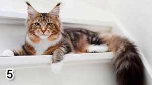 10 самых опасных пород кошек в мире