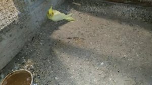 Самка кореллы не может снести яйцо, спасение самки.