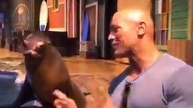 ФАКты почему морские котики топ смотреть онлайн