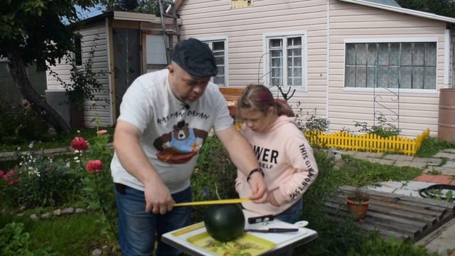 Северный АРБУЗ выращенный на болоте Северо-Запада.Обзор домашнего арбуза. смотреть онлайн