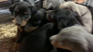 AKC Doberman Pinscher Puppies For Sale, Connecticut, New York, Massachusetts, New England all color