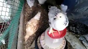 Содержание перепелов, кур несушек, цыплят ?????