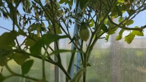 СУМАСШЕДШИЕ ВИШНИ БАРРИ