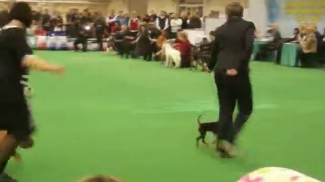 Best Puppy KARENA TIKRAS BIČIULIS "Киевская Русь-2011" смотреть онлайн