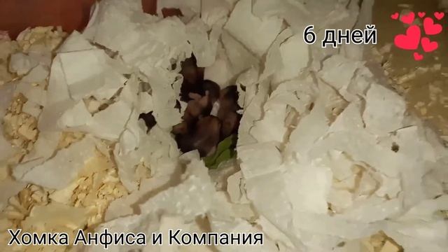 Карликовые хомячки малыши с 3 по 11 день