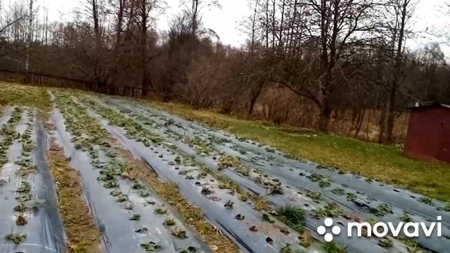 нужно ли накрывать клубнику на зиму, сроки пасадки клубники, наглядный пример смотреть онлайн