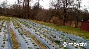 нужно ли накрывать клубнику на зиму, сроки пасадки клубники, наглядный пример