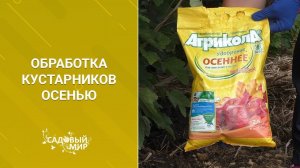 Кусты смородины и крыжовника после плодоношения. Обработка осенью от болезней  и вредителей.