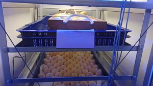 Самодельный инкубатор на 1000 яиц проверка параметров