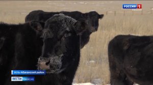 В Усть-Абаканском районе выращивают редкую породу коров, из которых получают мраморную говядину