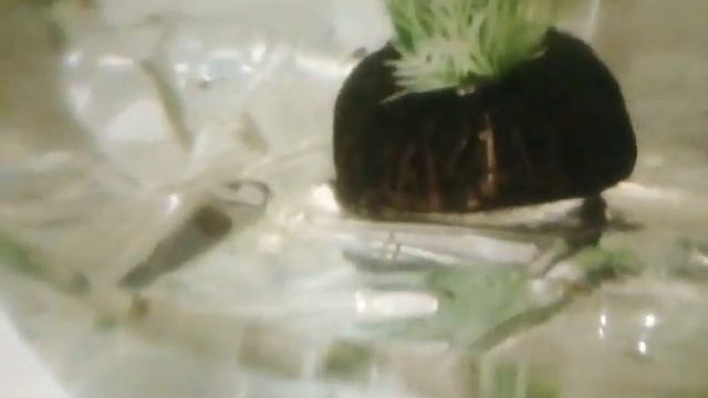 родила самка меченосца ? как кормить и как после родов смотреть онлайн